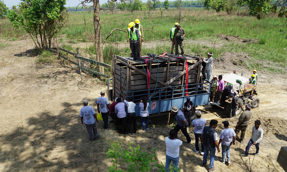 The rhino arrives at its new home in Dudhwa National Park and is released back into the wild. Field staff closely monitor the rhino’s movement and behavior after it’s released.