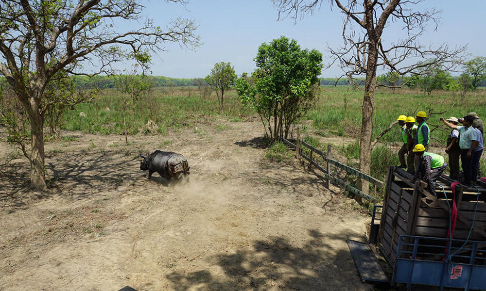 The four translocated rhinos are now being monitored continuously by the staff of Dudhwa National Park and the Uttar Pradesh Forest Department, with support from WWF-India.   