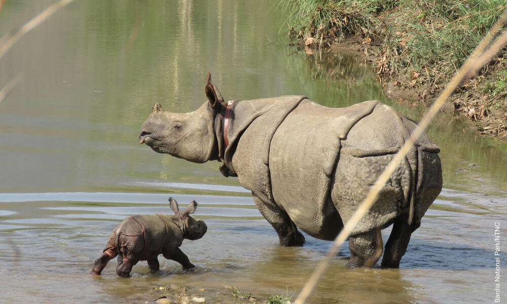 rhino calf with mother