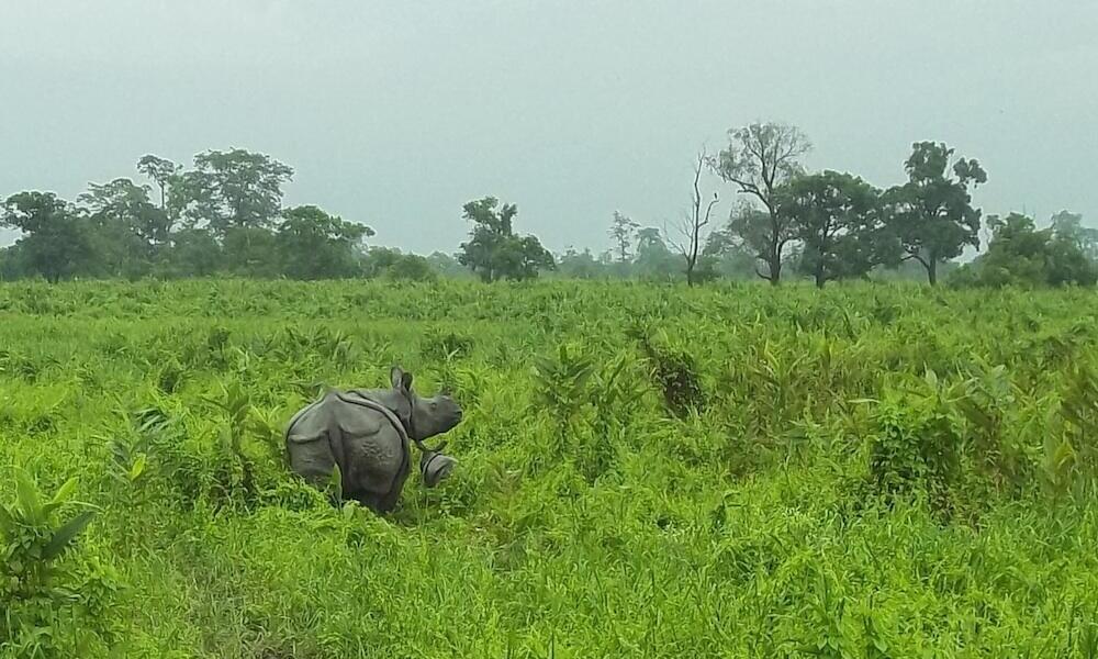 Time May Be Running Out for Rhinos as Poaching Persists Worldwide - Pacific  Standard