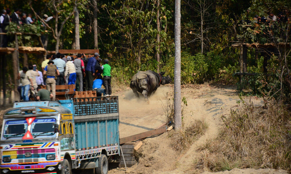 Rhino being released in Nepal