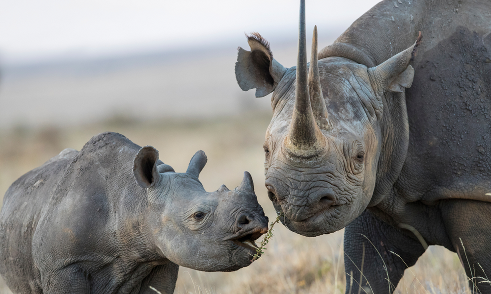 © naturepl.com / Will Burrard-Lucas / WWF