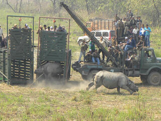 Two rhinos released from large green carriers after being translocated to Manas National Park in India
