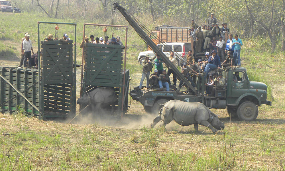 Two rhinos released from large green carriers after being translocated to Manas National Park in India