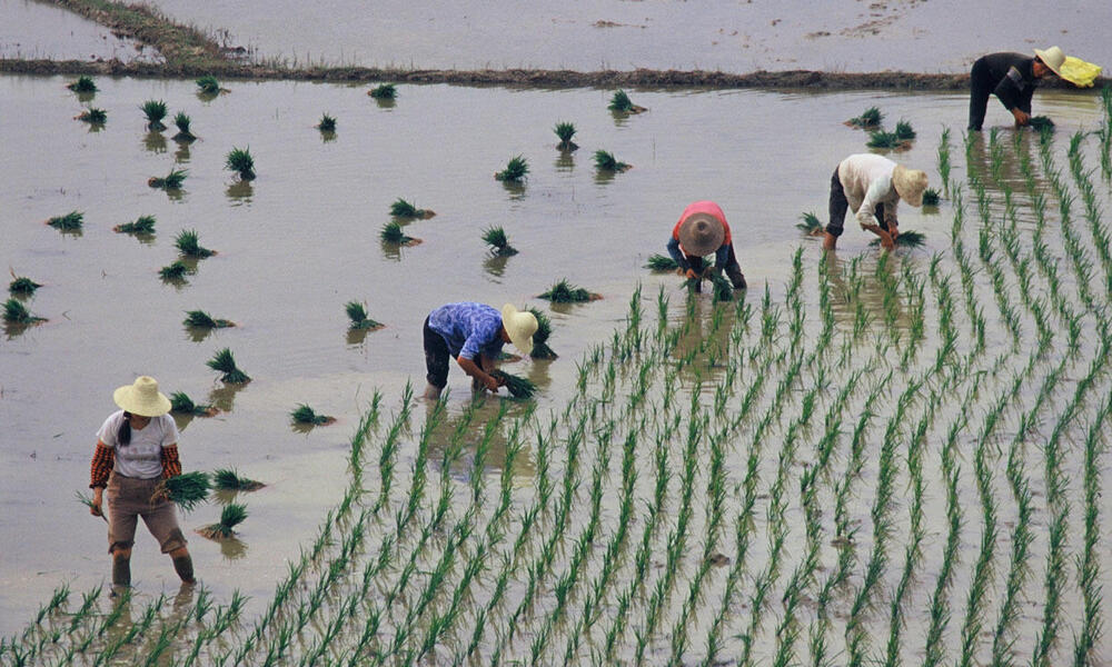 Rice farming in China