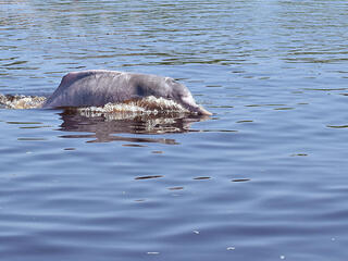 river dolphin Peru Jeffrey Davila 