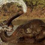 an elephant in a river splashing water from its trunk