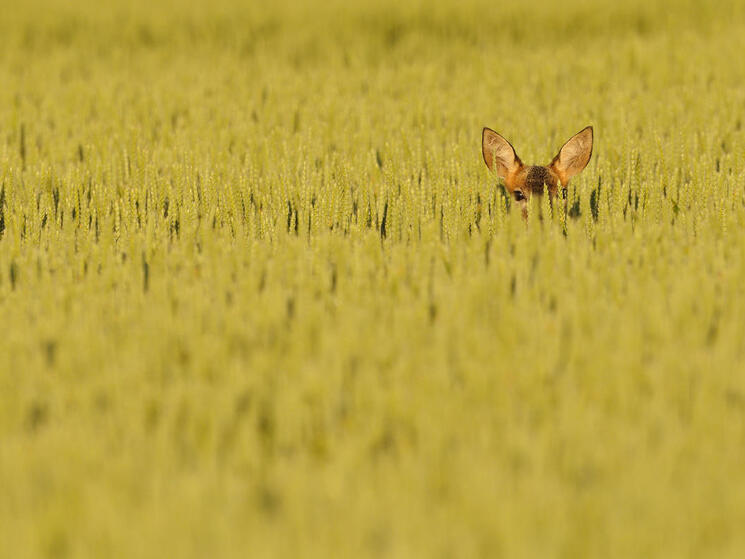 A deer peering up from a wheat field