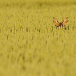 A deer peering up from a wheat field