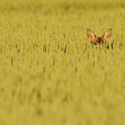 A deer peering up from a wheat field