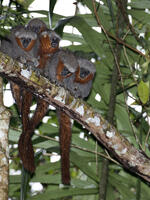 Untold Treasures: New Species Discoveries in the Amazon 2014-2015 Brochure