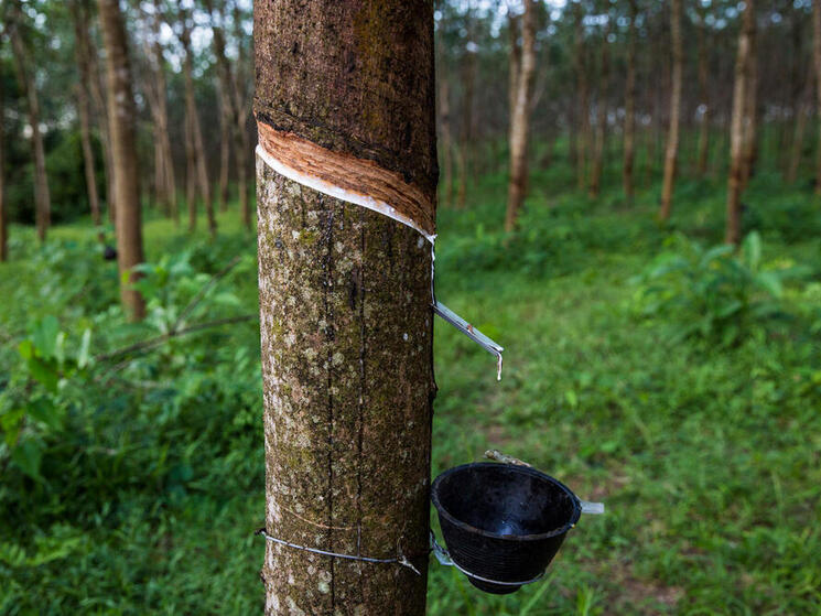 rubber being tapped from a tree