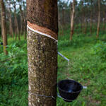 rubber being tapped from a tree