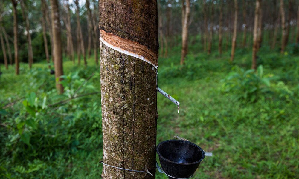 WWF to the Natural Rubber Sector: - Vimarsana News