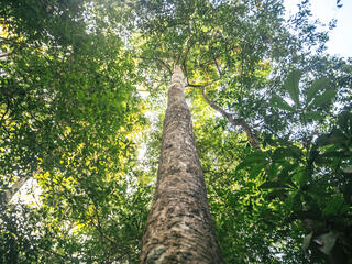 view from below rubber trees in Amazonas, Brazil