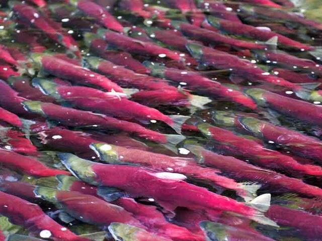 Pacific Salmon Species WWF