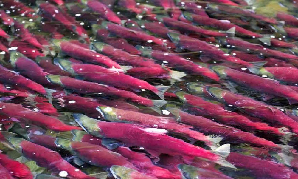 Pacific Salmon, Species