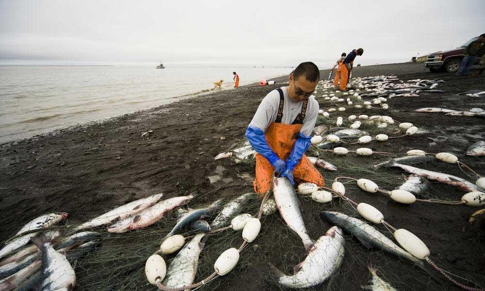 Salmon are landed for the first time this season at the Taiki fishing port  in Hokkaido on Monday, the day the ban on fixed-net salmon fishing was  lifted. The salmon catch, which