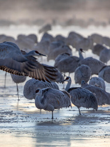 sandhill cranes gather in a pond inside the Bernardo Wildlife Area along the Rio Grande River in New Mexico