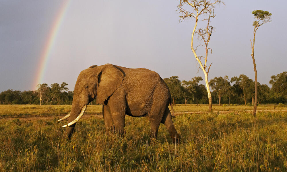 African Elephant (Loxodonta africana) in Masai Mara National Reserve, Kenya