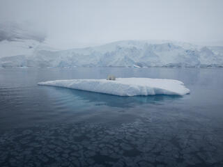 sea ice and seal WW264762 Chris Johnson