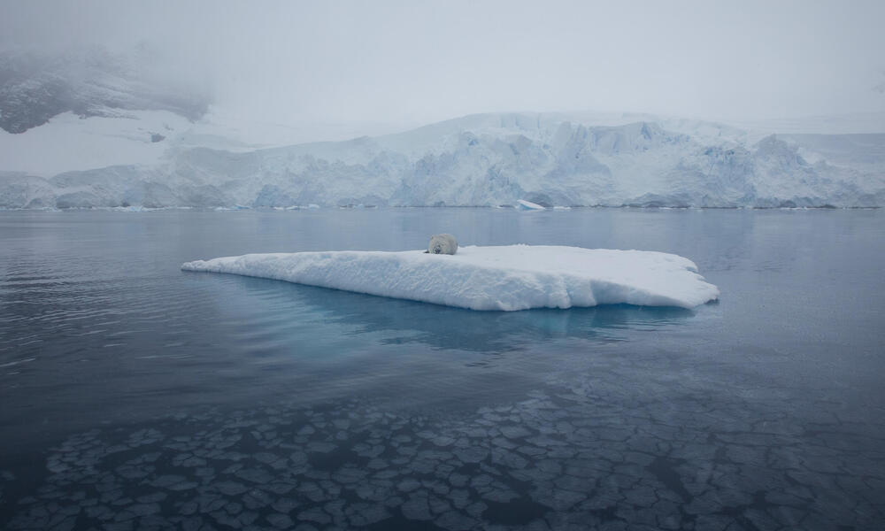 Lo que sucede en el Ártico no sólo afecta al Ártico, Historias