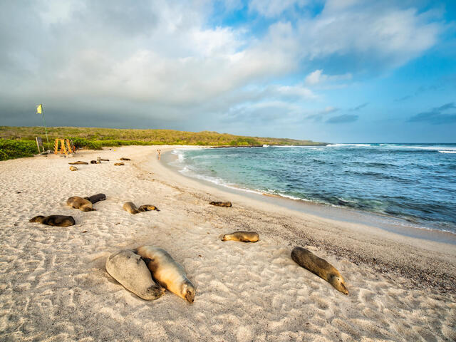 sea lion galapagos Antonio Busiello WW289225