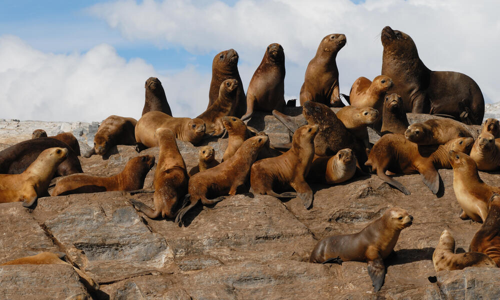 Sea Lions Species WWF