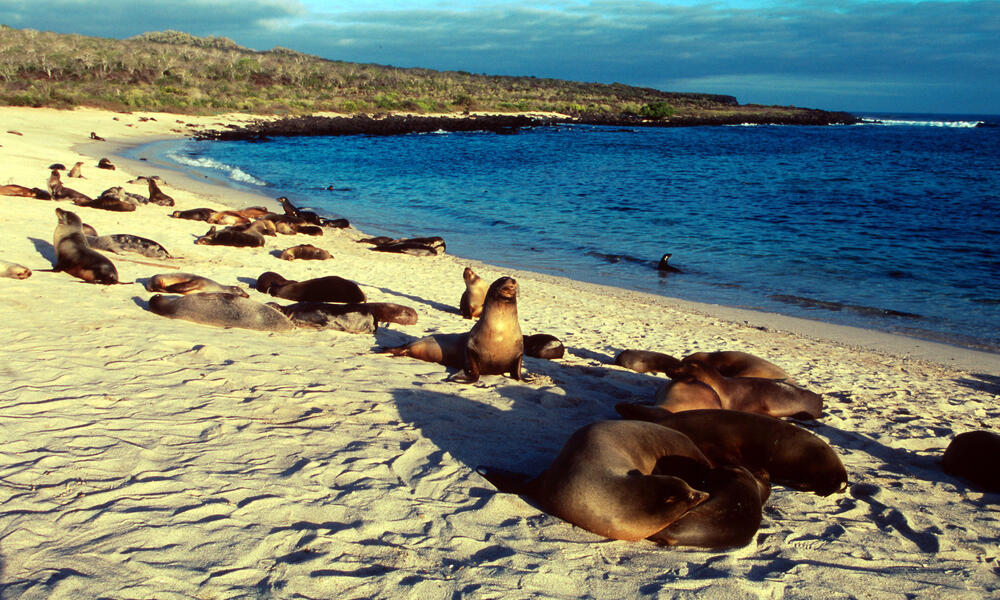 Sea Lions | Species | WWF