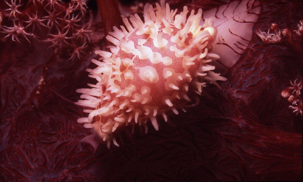 sea snail on coral