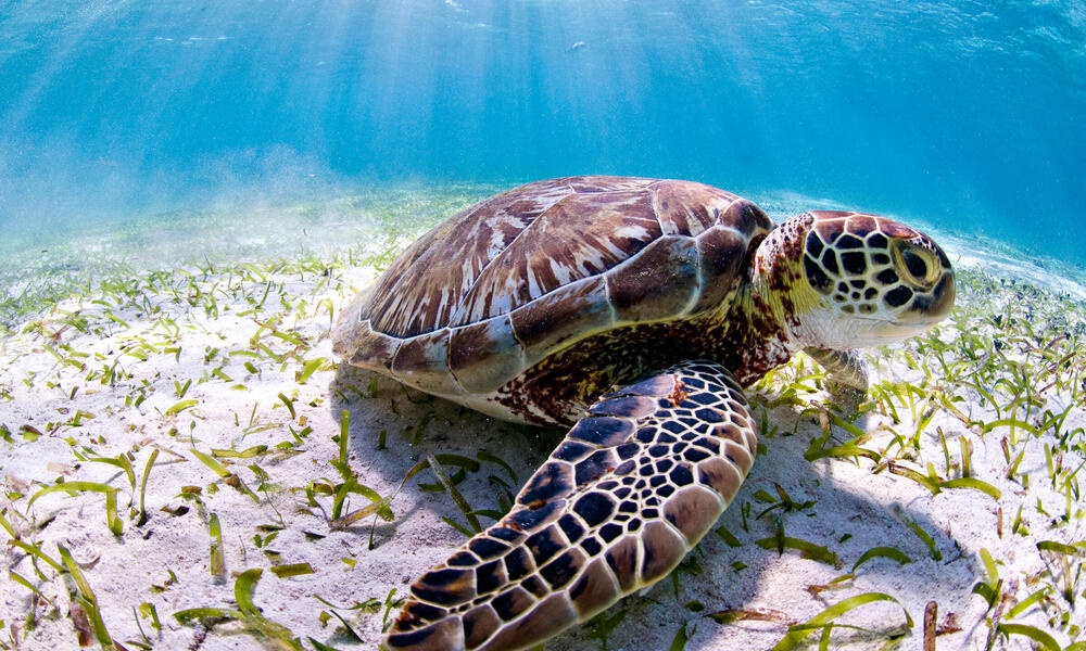 Sea turtle in Belize