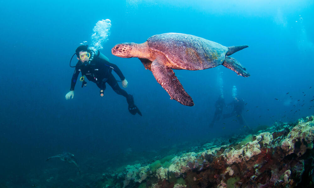 Diving for Data in the Galápagos | Stories | WWF