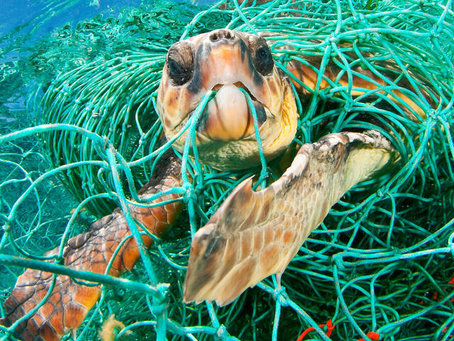 sea turtle and net WW24369 Jordi Chias