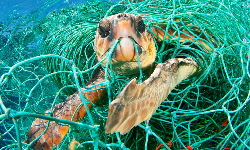 Plastics Initiatives WWF