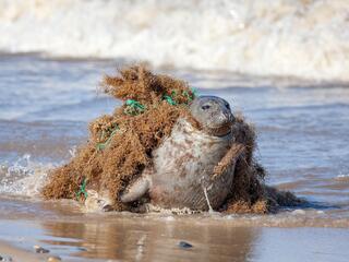 A large seal on the beach with its neck caught in abandoned fishing gear
