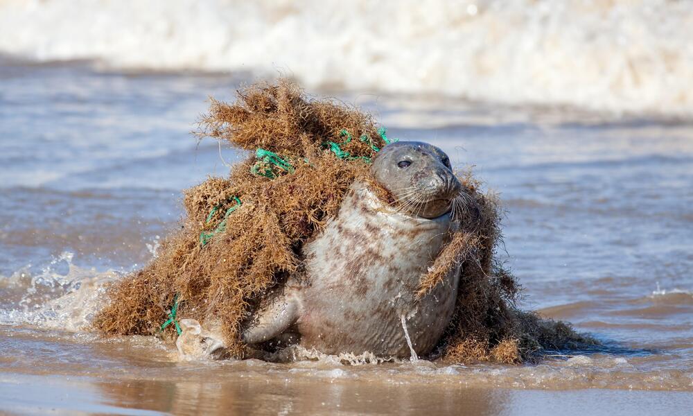 Fisherman is putting fish into the plastic net bag on a beach