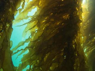 Underwater close up view of a long strand of seaweed
