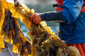 Alaska Seaweed