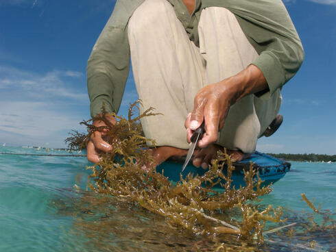 a man sits on the front of a small boat in blue waters and cuts a piece of farmed seaweed off its line