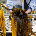 Person hauls seaweed in from the ocean
