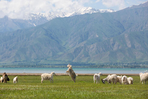Sheep on the shore of Lake-Issky-Kul, Kyrgyzstan