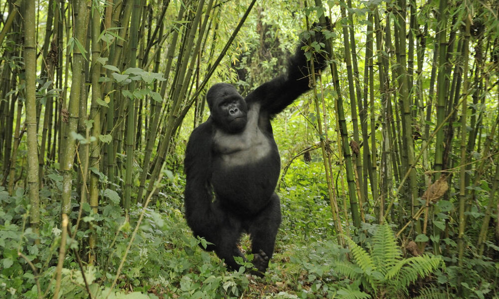 mountain gorilla height