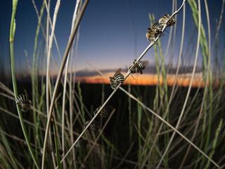 Night shot of several bees clinging to tall grass and sleeping