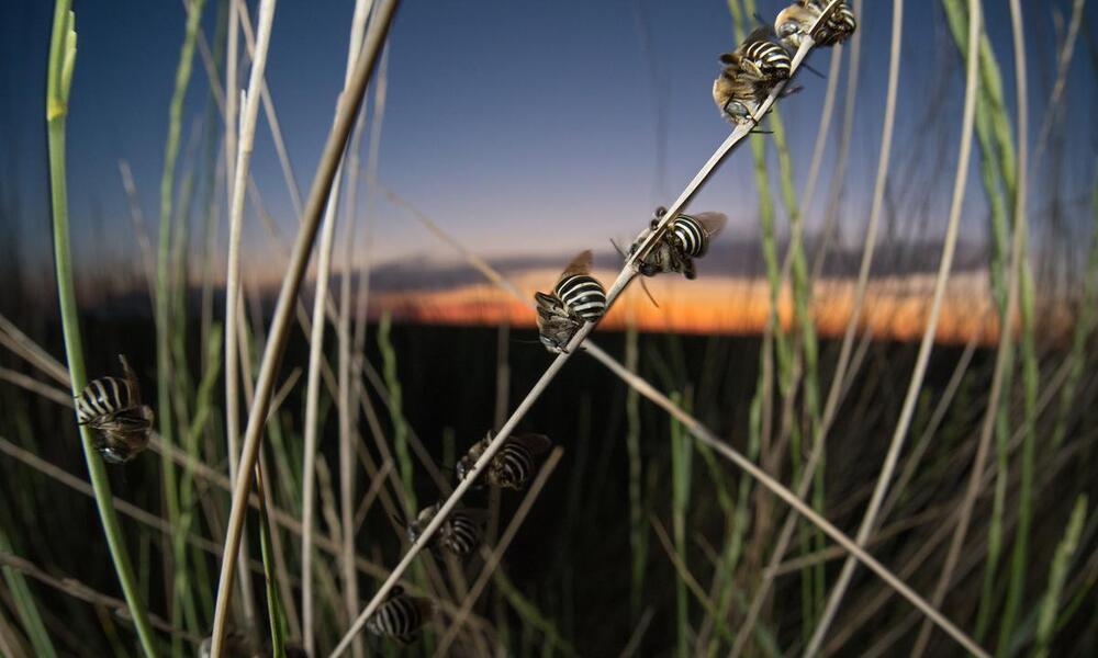 Night shot of several bees clinging to tall grass and sleeping