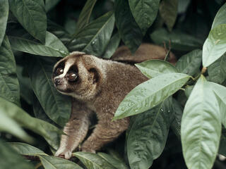 A closeup of a slow loris surrounded by green leaves
