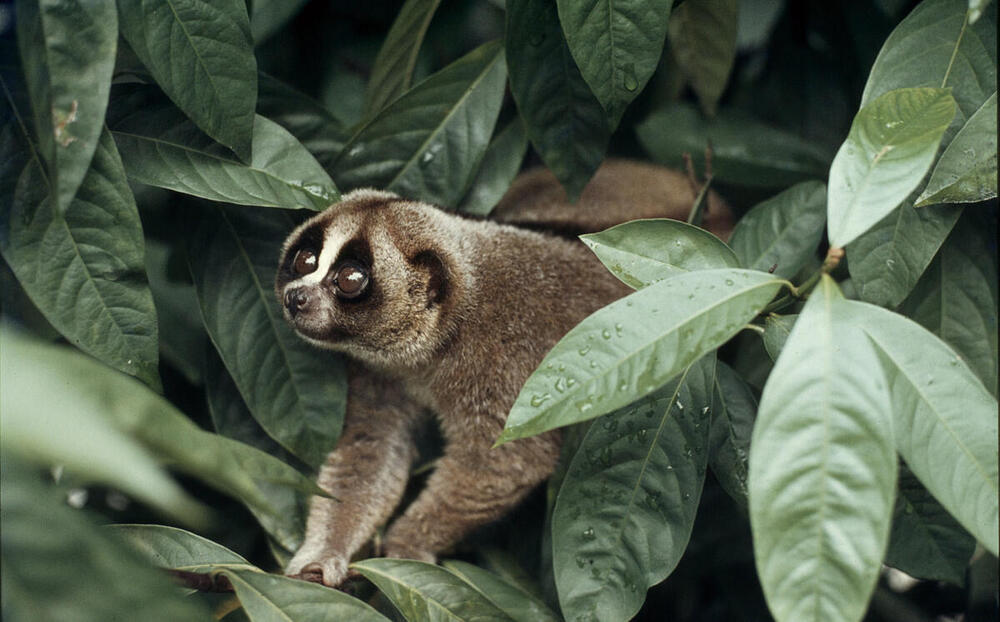 A closeup of a slow loris surrounded by green leaves
