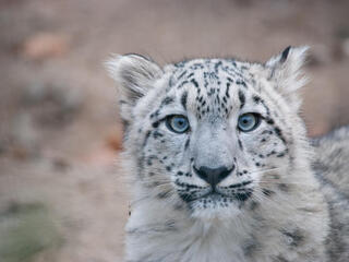 Close up portrait of a snow leopard cub looking at the camera