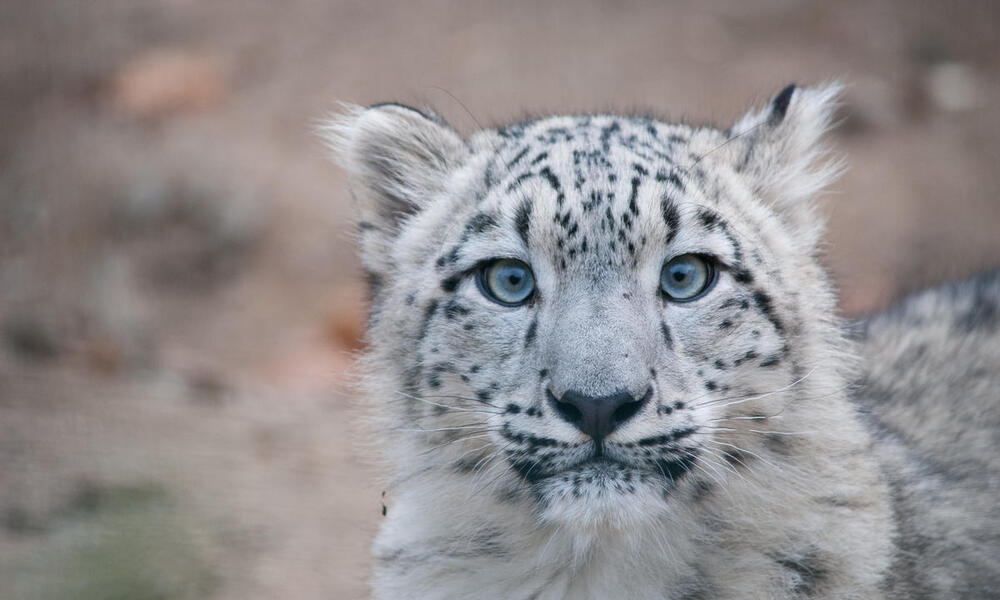 Close up portrait of a snow leopard cub looking at the camera