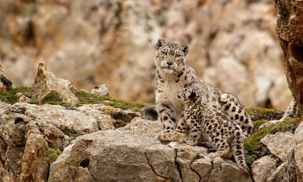 snow leopard habitat