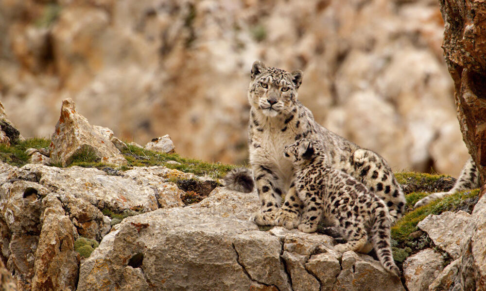 snow leopards habitat map